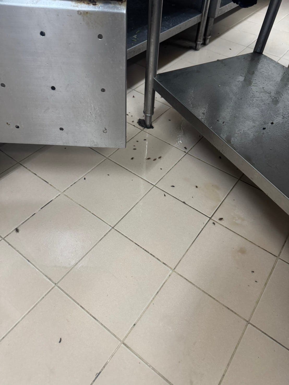 วิธีกำจัดแมลงสาบให้สิ้นซากในบ้าน บริการกำจัดแมลงปลอดภัย ได้มาตรฐาน